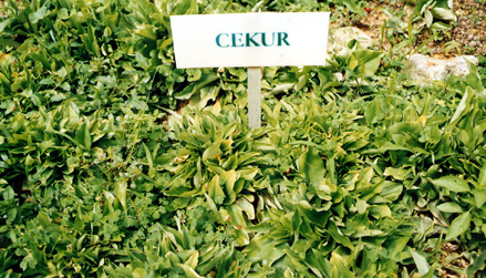 Ulam-ulaman - Ulam-Ulaman